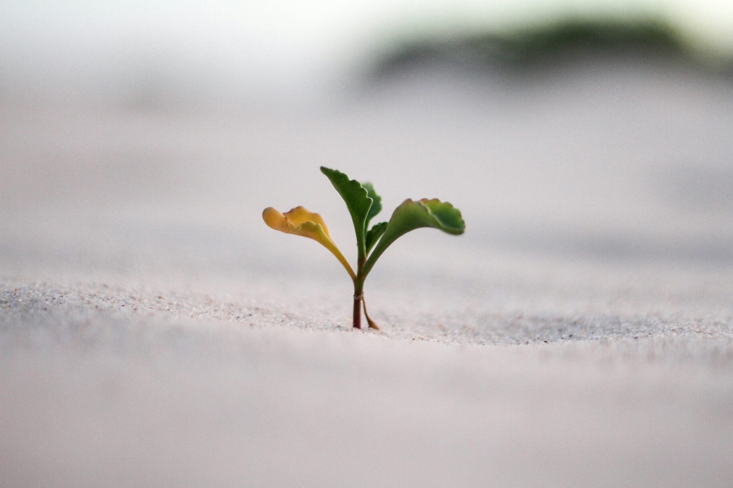 Angst und Frust beim Lernen jeremy-bishop-vGjGvtSfys4-unsplash